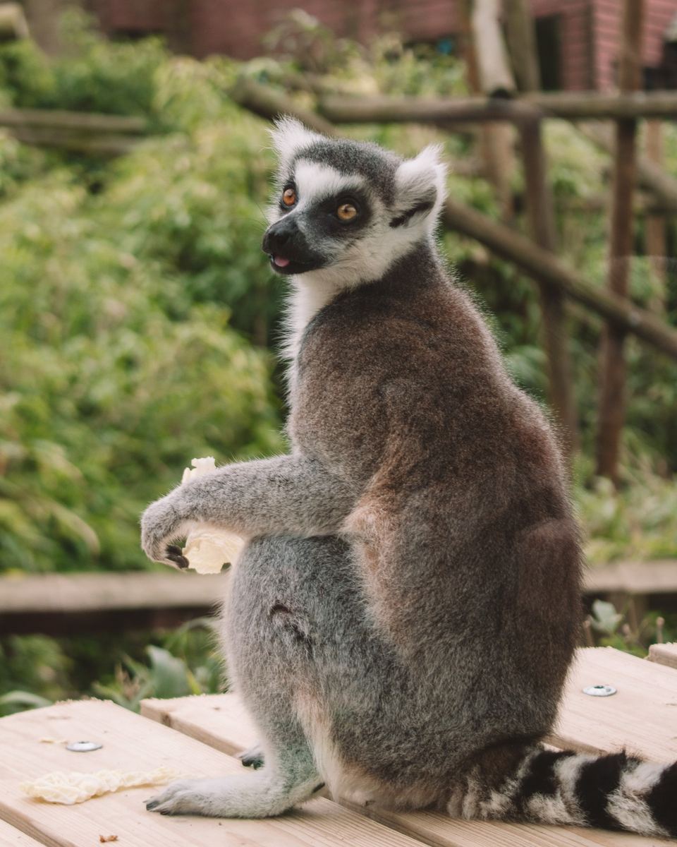 Ring-tailed lemur sitting on a wooden bench